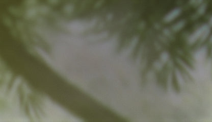 Palms Twenty Six (pack 1)