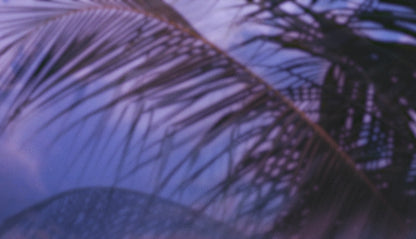 Palms Twenty Six (pack 3)