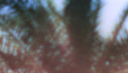 Palms Twenty Six (pack 2)