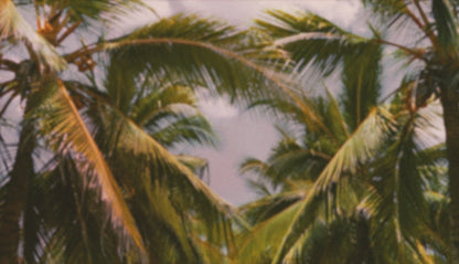 Palms Twenty Six (pack 4)