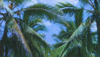Palms Twenty Six (pack 4)