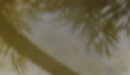 Palms Twenty Six (pack 1)