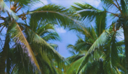 Palms Twenty Six (pack 4)