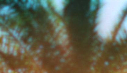 Palms Twenty Six (pack 2)