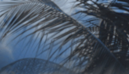 Palms Twenty Six (pack 3)