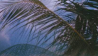 Palms Twenty Six (pack 3)