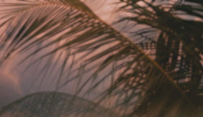 Palms Twenty Six (pack 3)