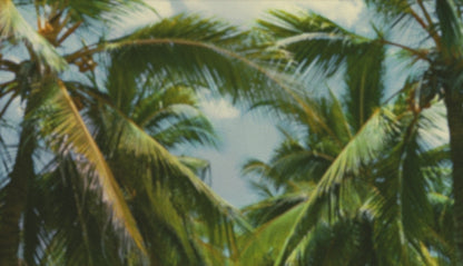 Palms Twenty Six (pack 4)