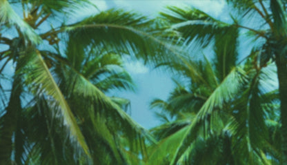Palms Twenty Six (pack 4)