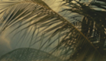 Palms Twenty Six (pack 3)